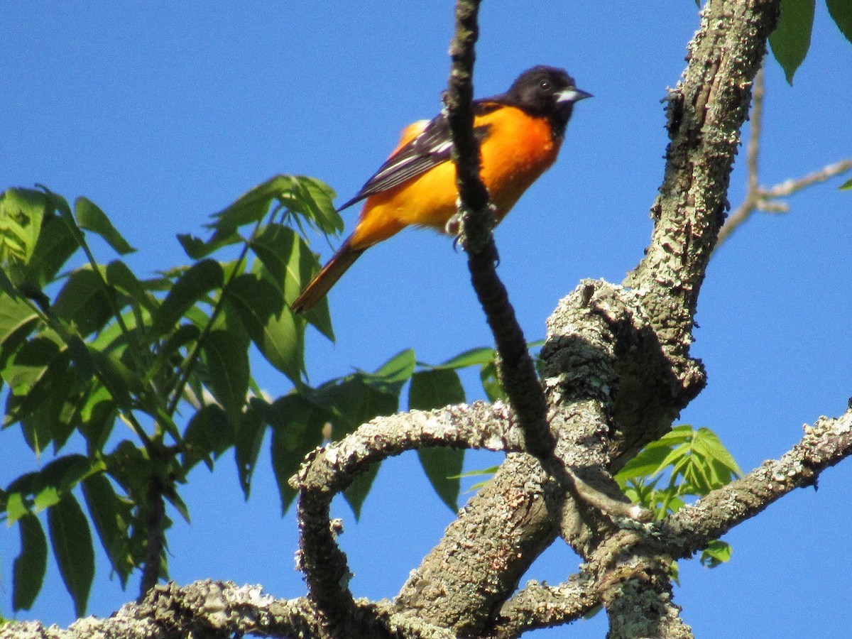 Baltimore Oriole - ML160612231