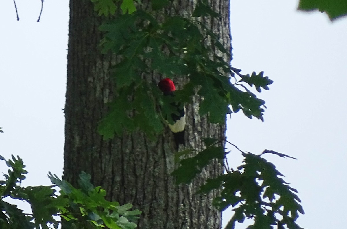 Pic à tête rouge - ML160613571