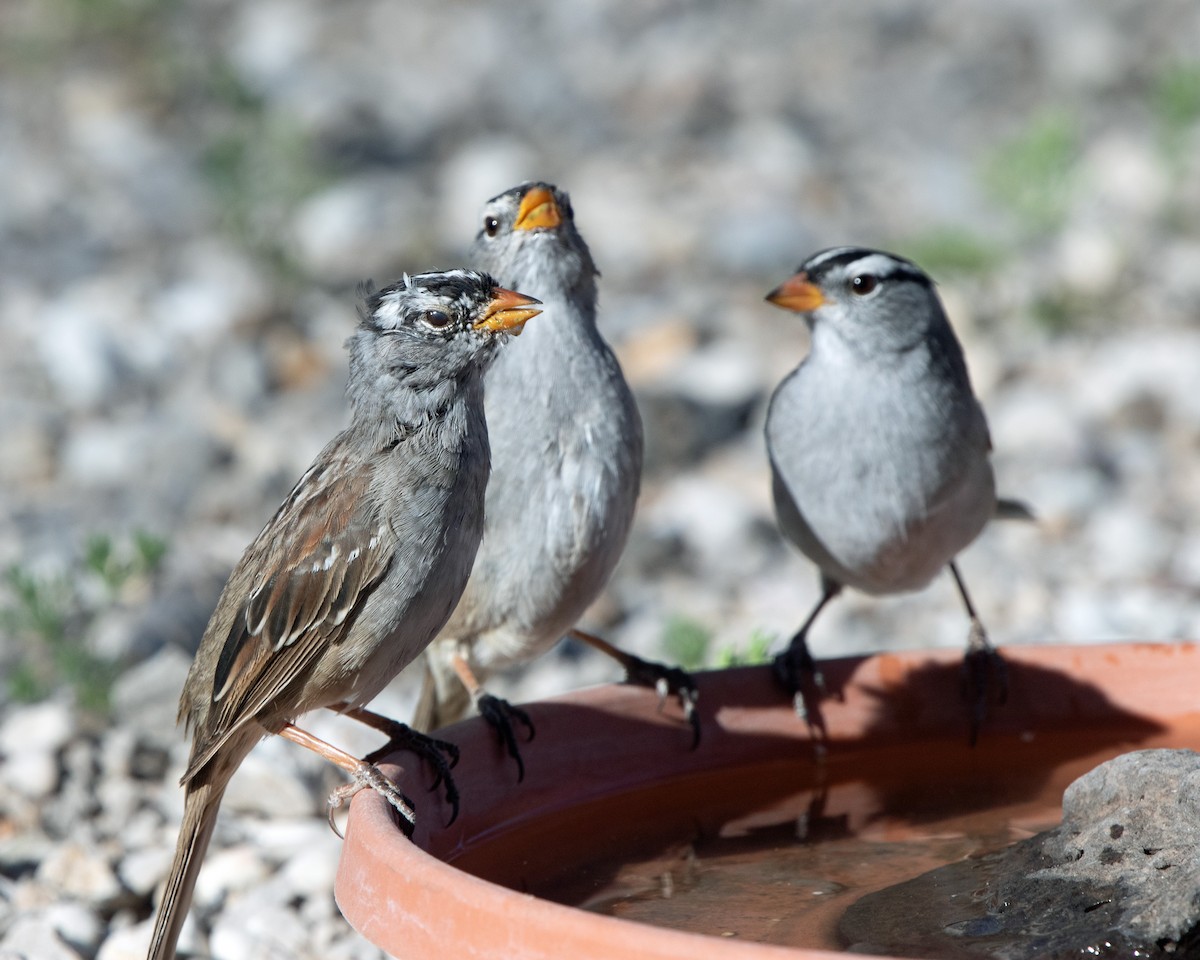 White-crowned Sparrow - ML160614941