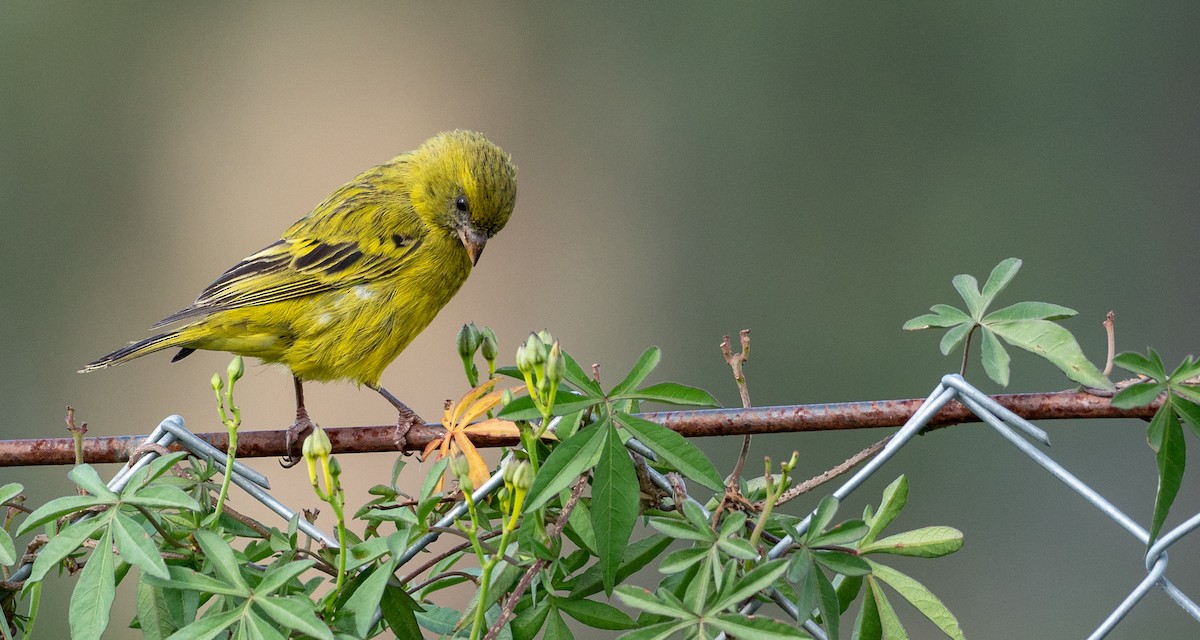 African Citril - Forest Botial-Jarvis