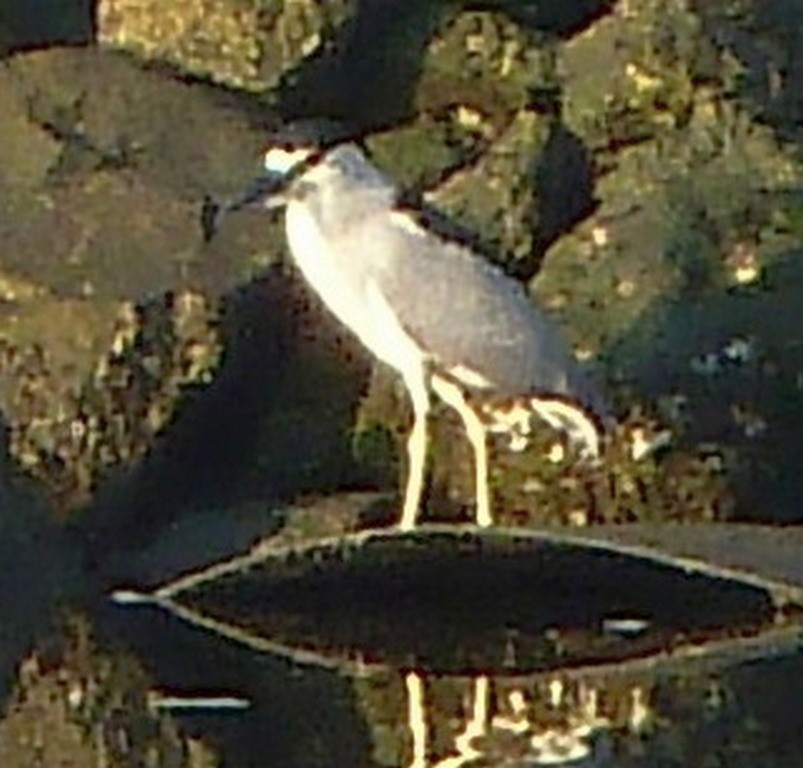 Black-crowned Night Heron - Dennis Slater