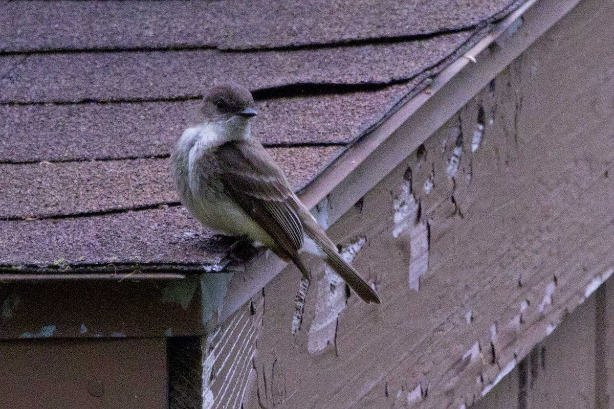 Eastern Phoebe - ML160616211