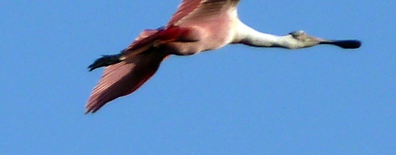 Roseate Spoonbill - ML160616471