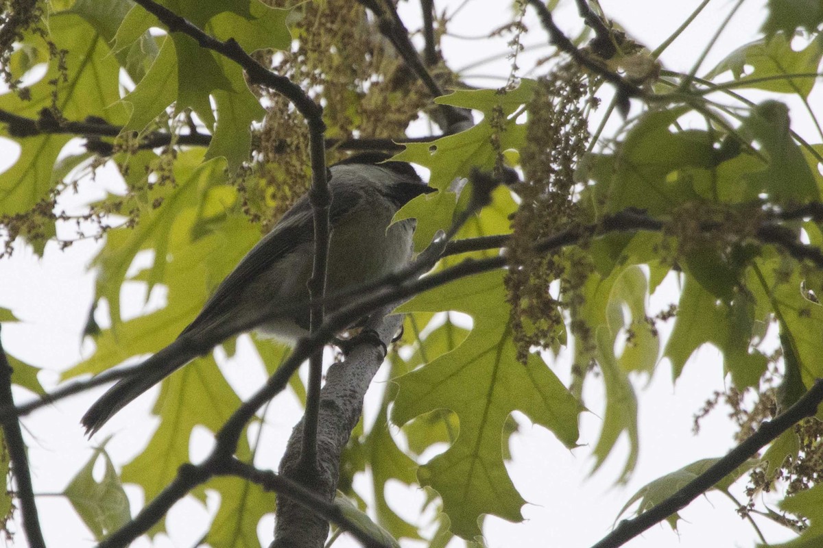 Black-capped Chickadee - ML160616621