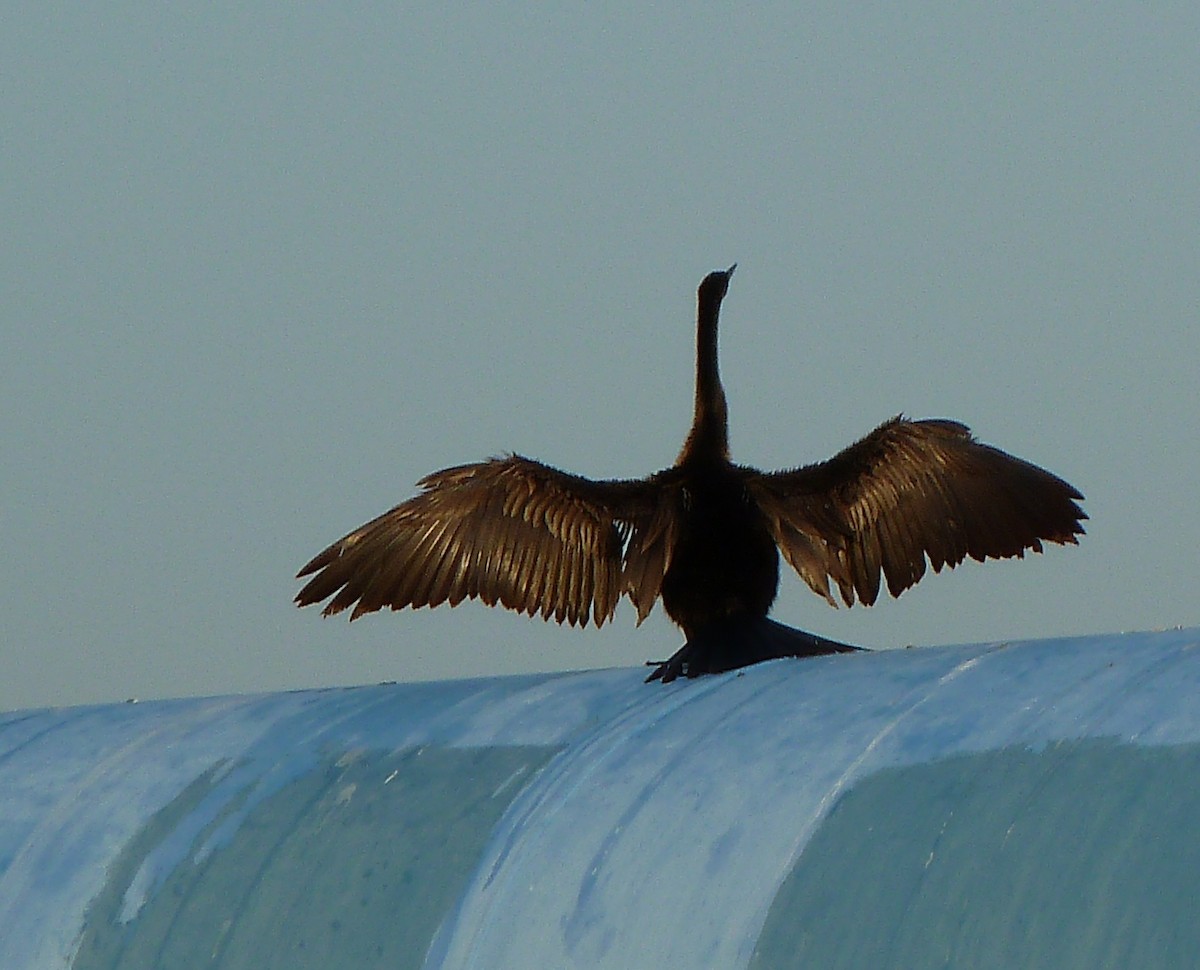 Anhinga Americana - ML160617411