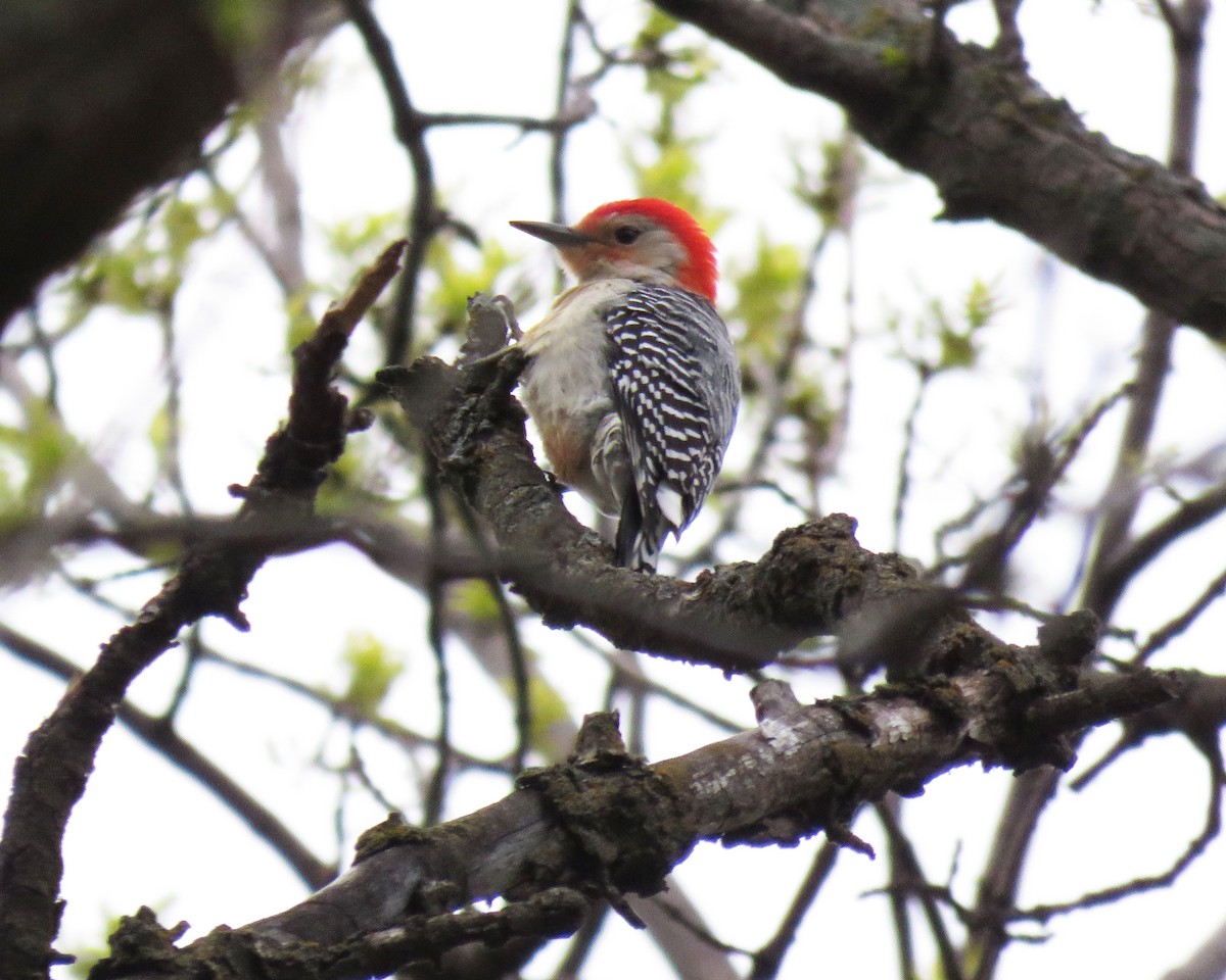 Red-bellied Woodpecker - Linda Curtis