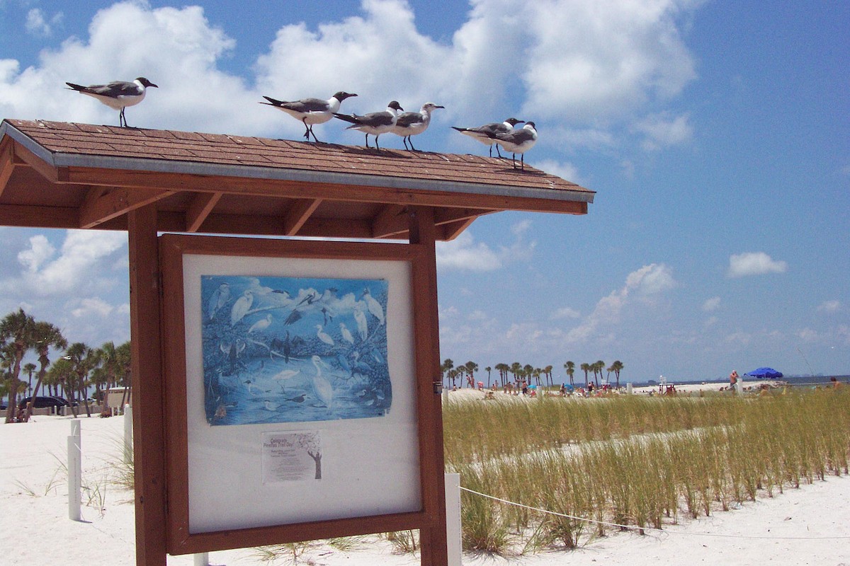 Laughing Gull - ML160620961