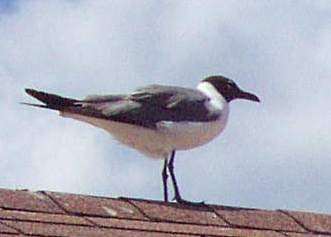 Mouette atricille - ML160620991