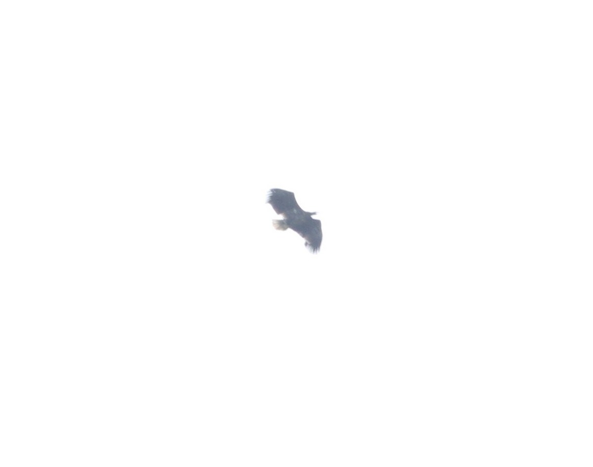 White-tailed Eagle - ML160623801