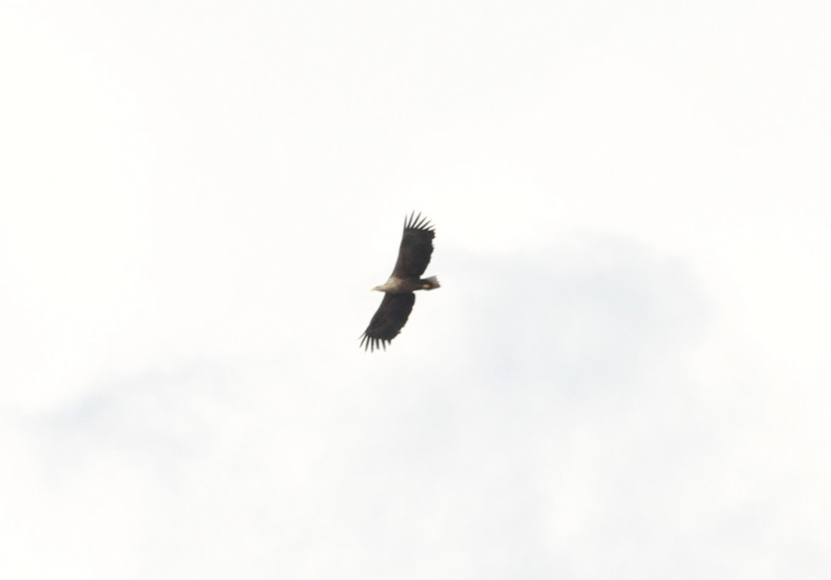 White-tailed Eagle - ML160623811