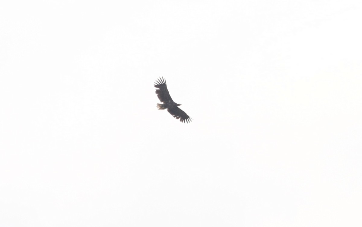 White-tailed Eagle - ML160623831