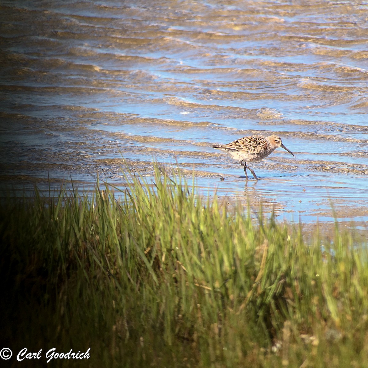 Curlew Sandpiper - ML160624041