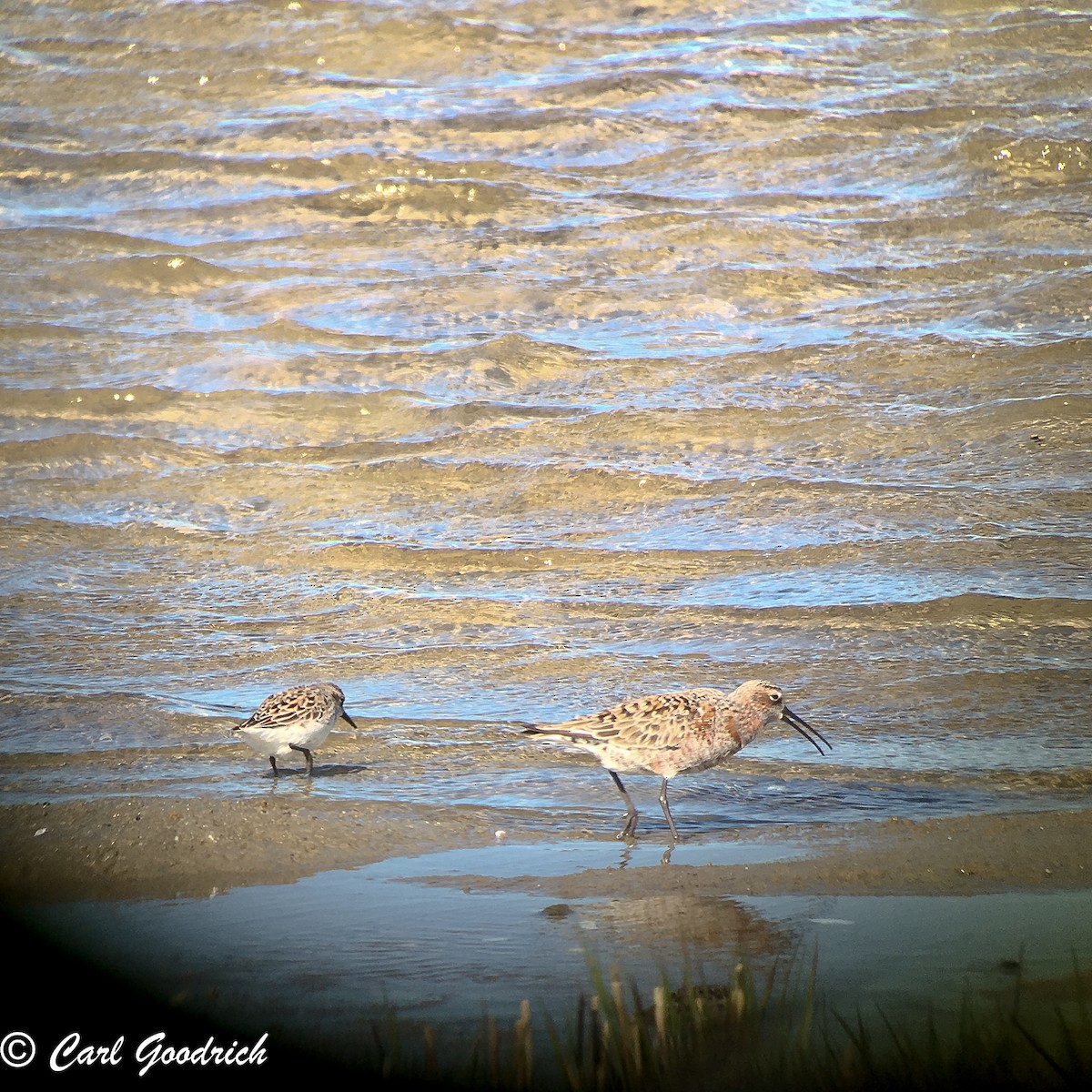 Curlew Sandpiper - ML160624051