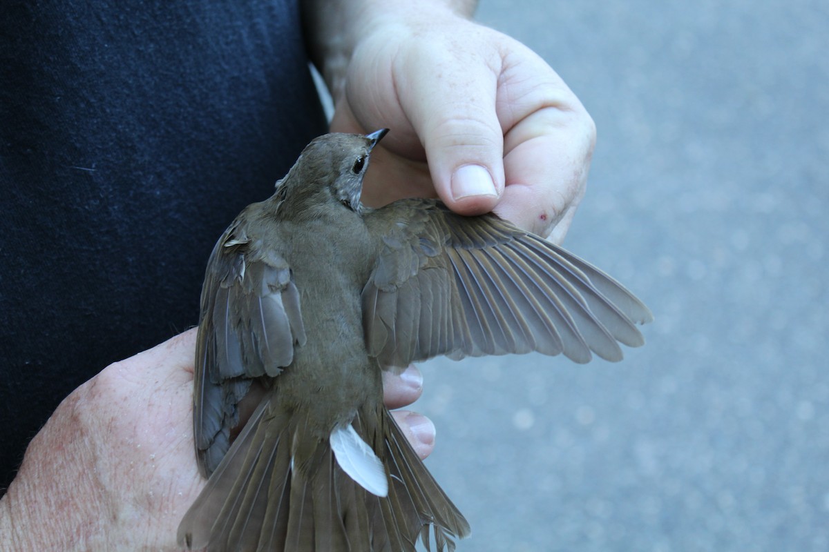 Bicknell's Thrush - Johnny Votta