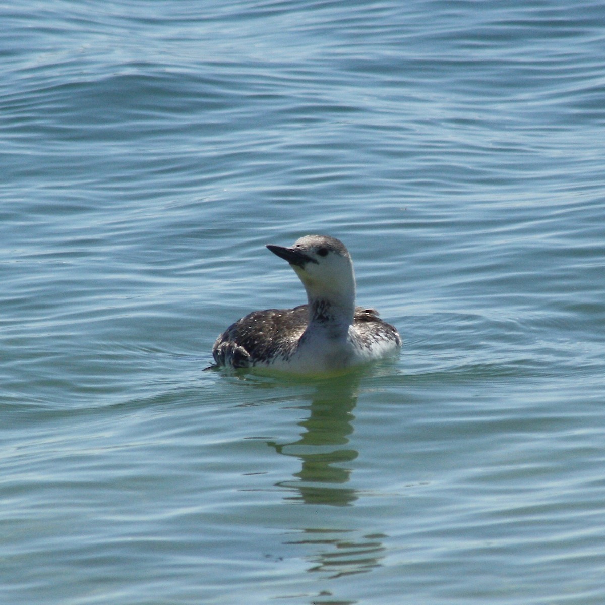Red-throated Loon - ML160626201