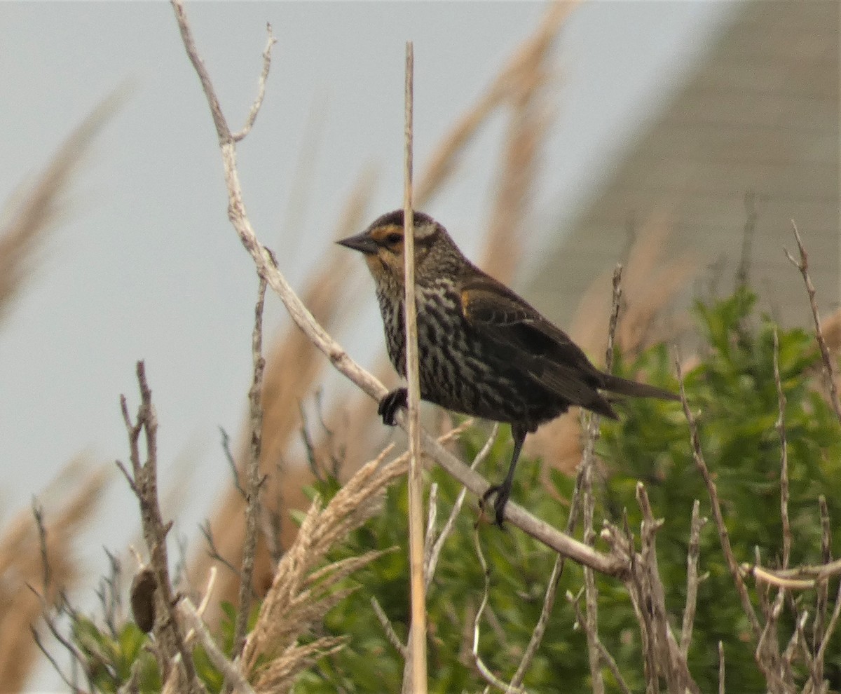 Red-winged Blackbird - ML160627431