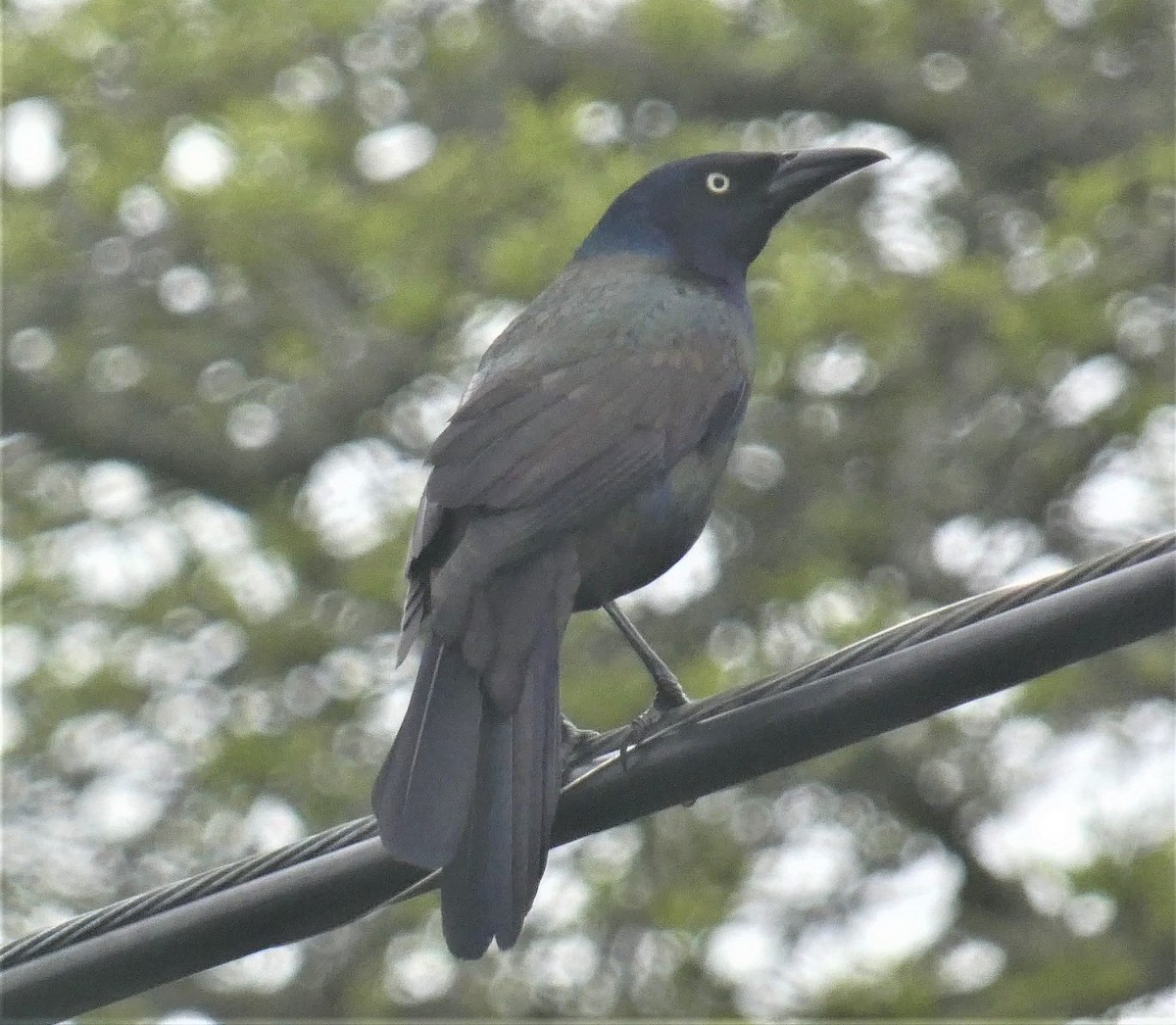 Common Grackle - ML160627531