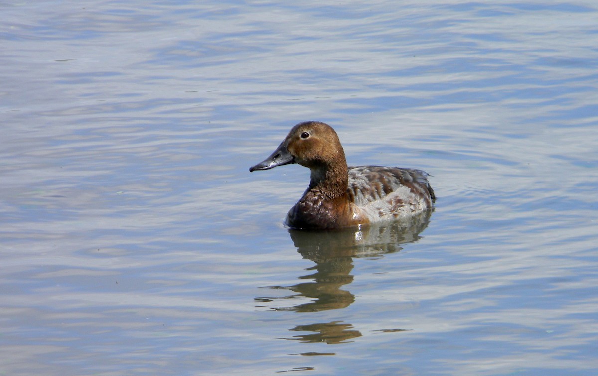 Common Pochard - ML160627751