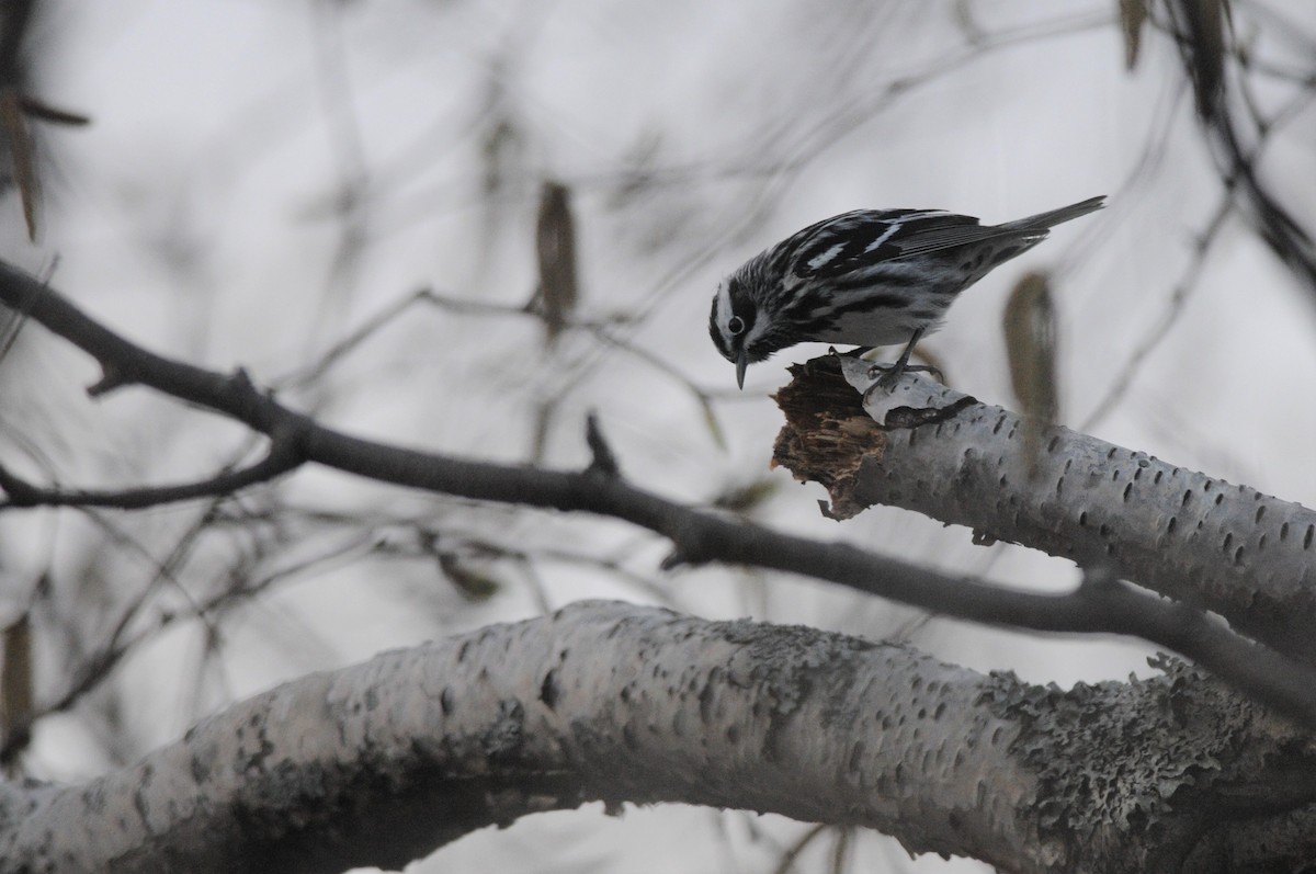 Black-and-white Warbler - Laetitia Desbordes