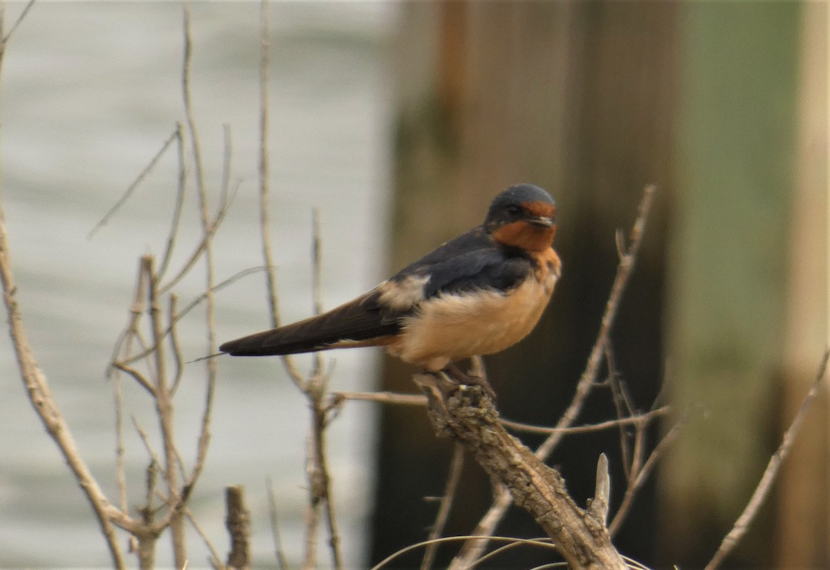 Barn Swallow - ML160627771