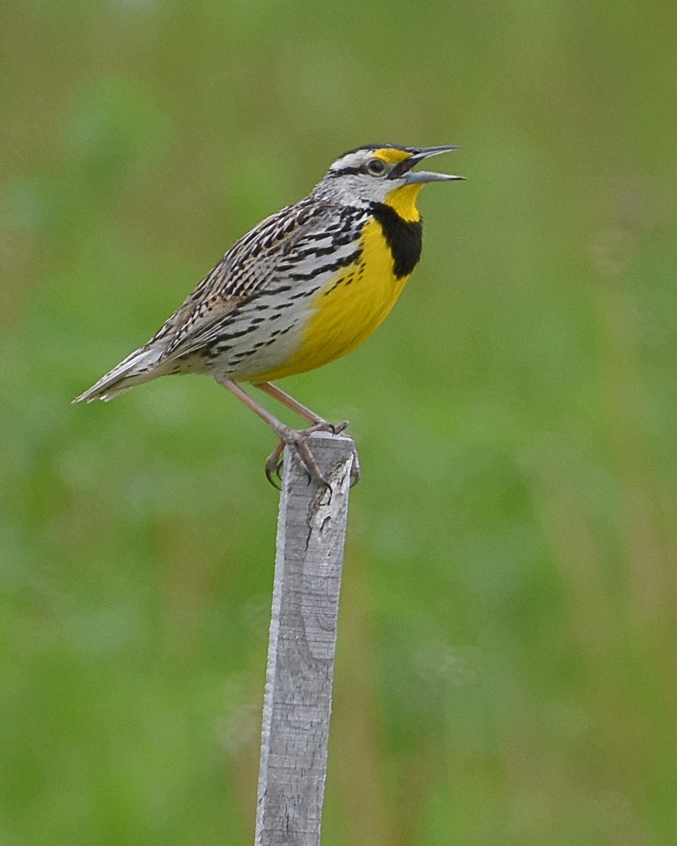 Eastern Meadowlark - Brian Hicks