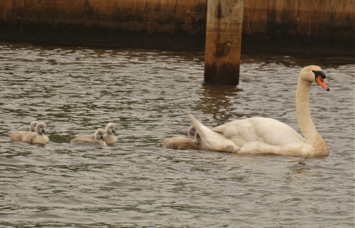 Mute Swan - ML160628391