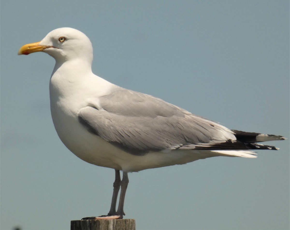 American Herring Gull - ML160628471
