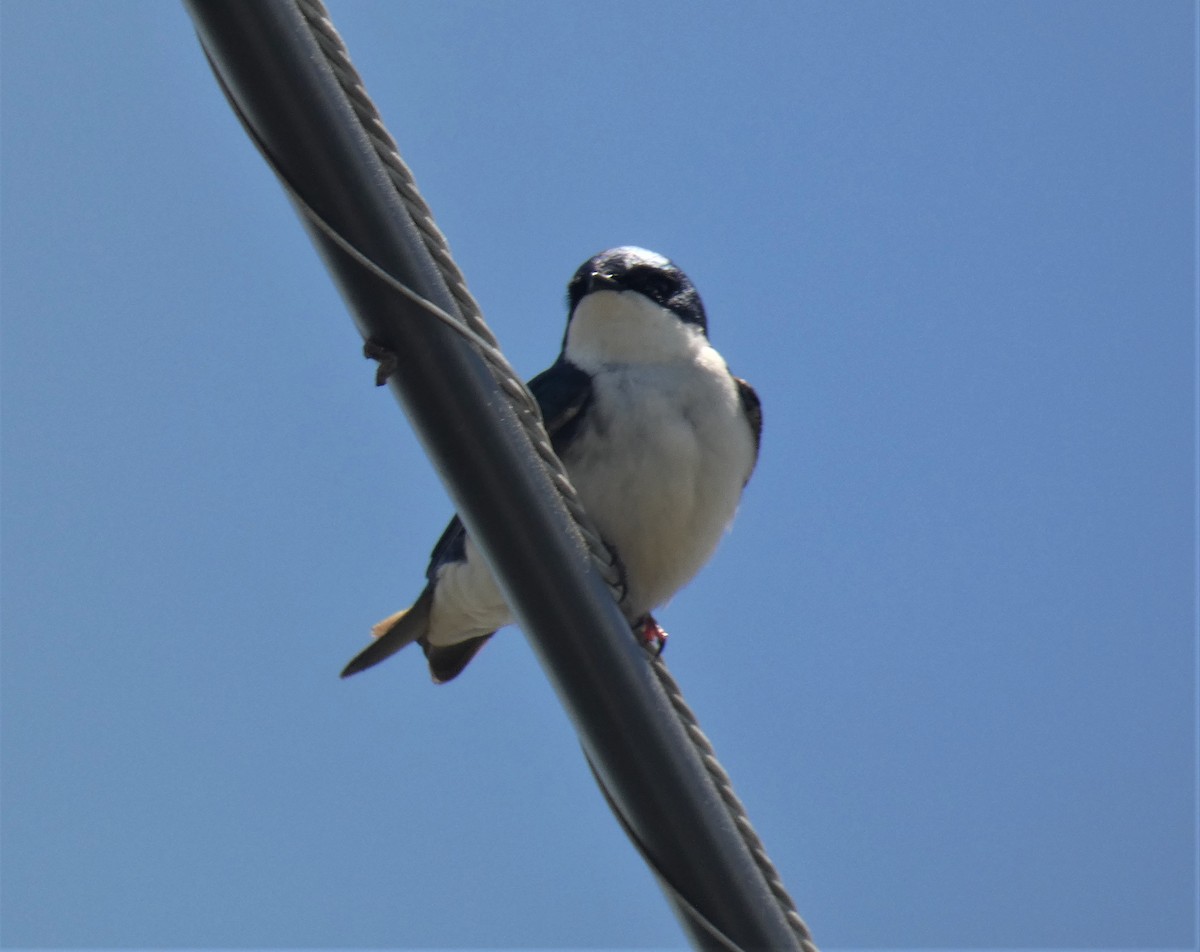 Tree Swallow - ML160628781