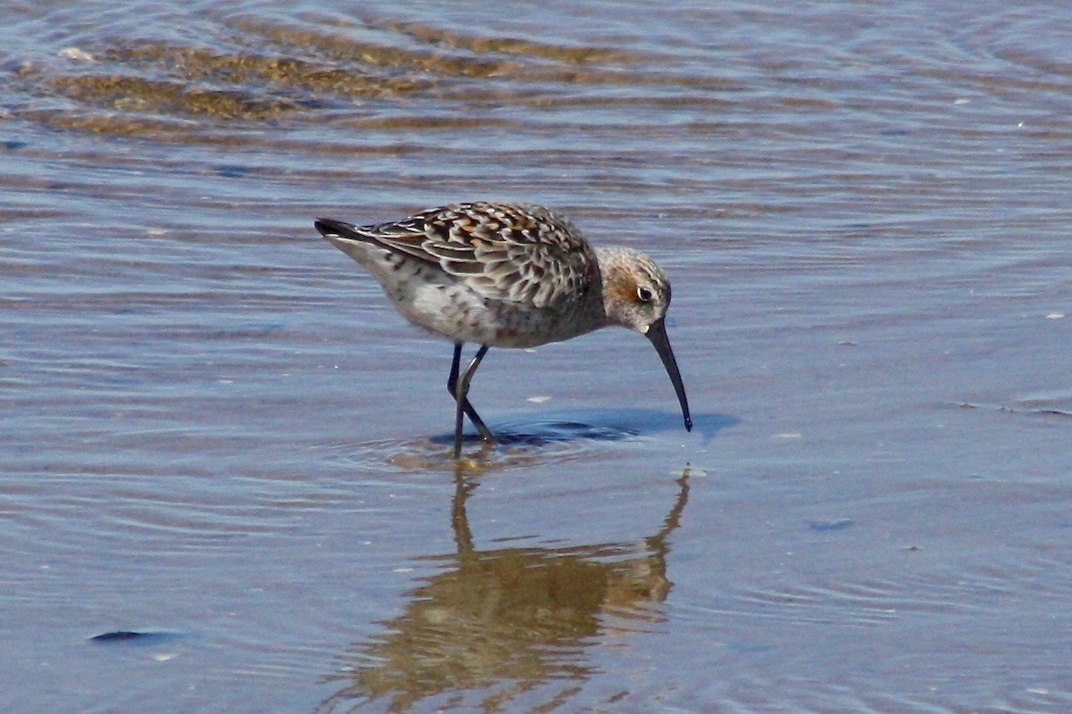 Curlew Sandpiper - Nancy Villone