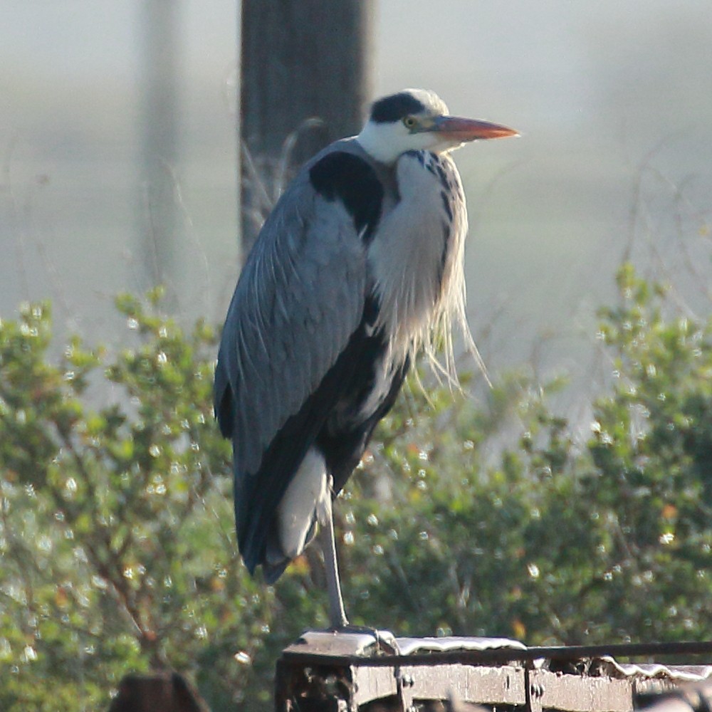 Gray Heron - ML160629961