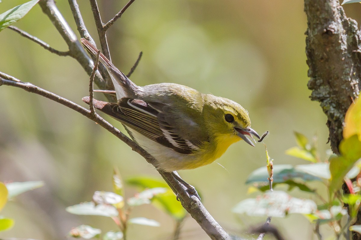 Vireo Gorjiamarillo - ML160630411