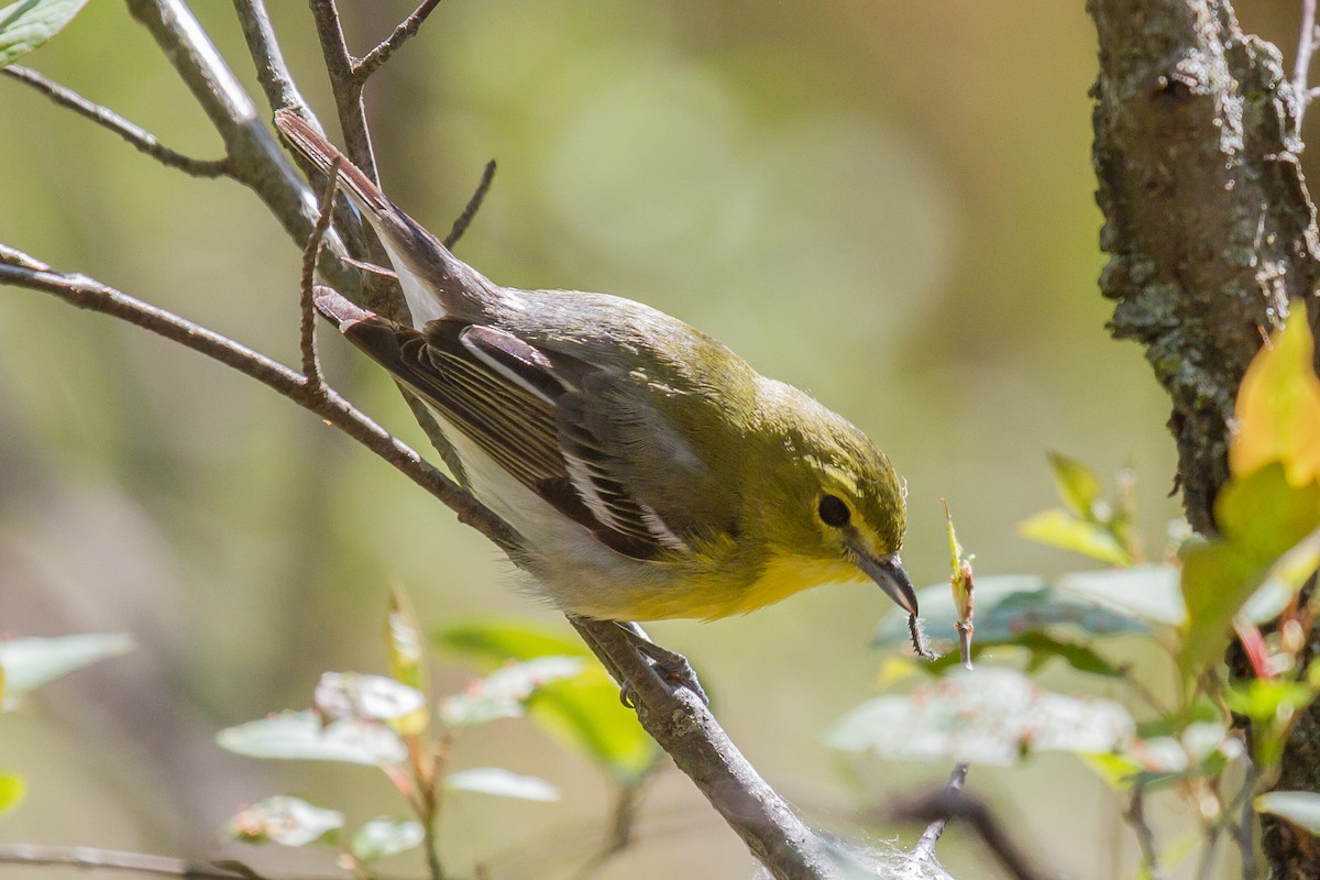 Vireo Gorjiamarillo - ML160630451