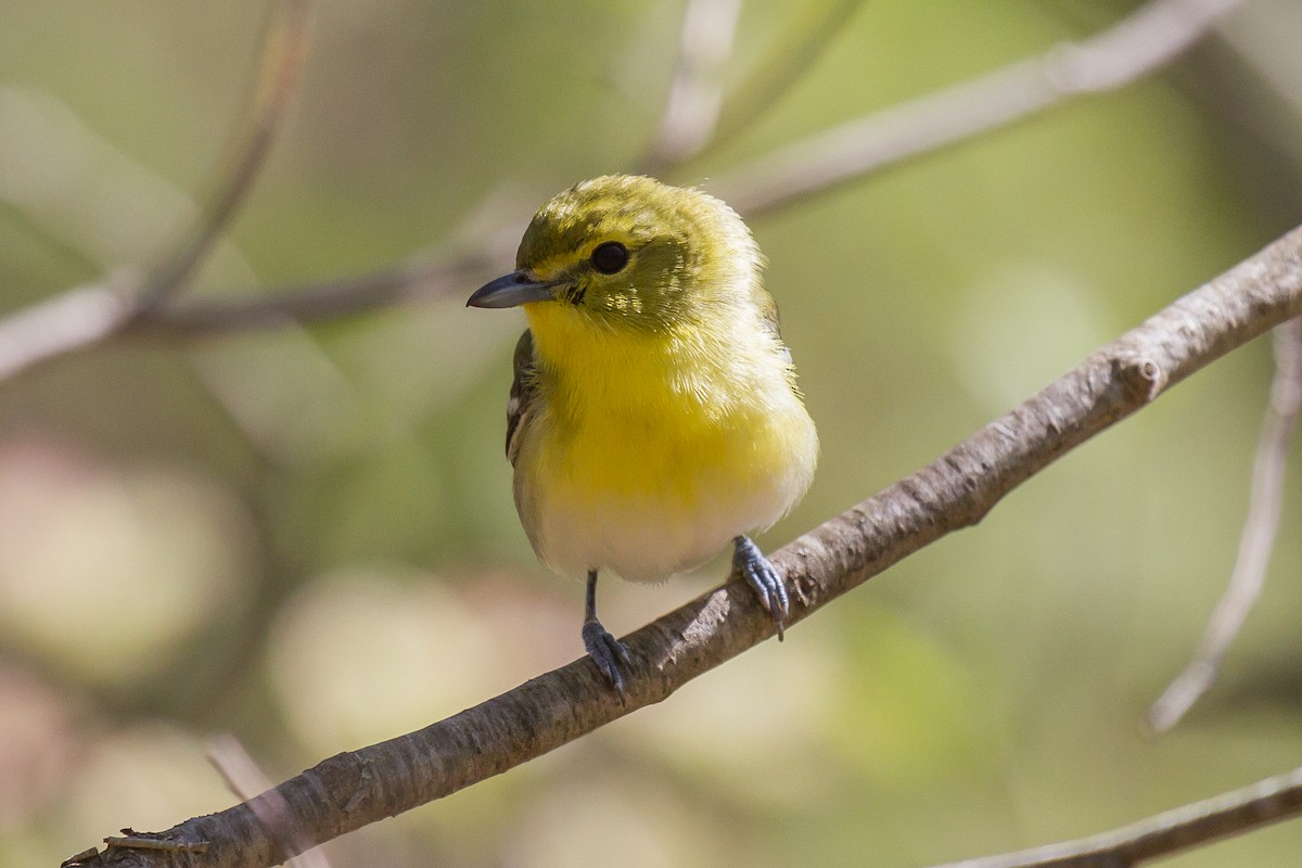 Vireo Gorjiamarillo - ML160630551