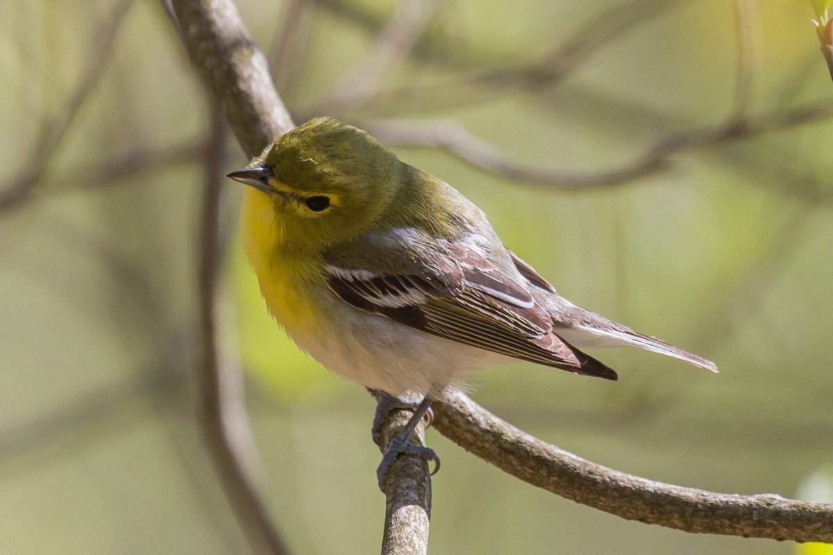 Vireo Gorjiamarillo - ML160630571