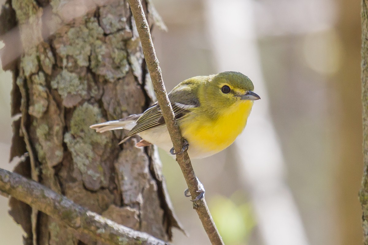 Vireo Gorjiamarillo - ML160630981