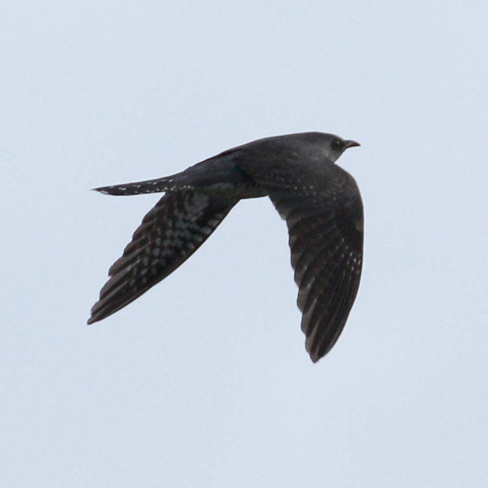 Common Cuckoo - ML160631241