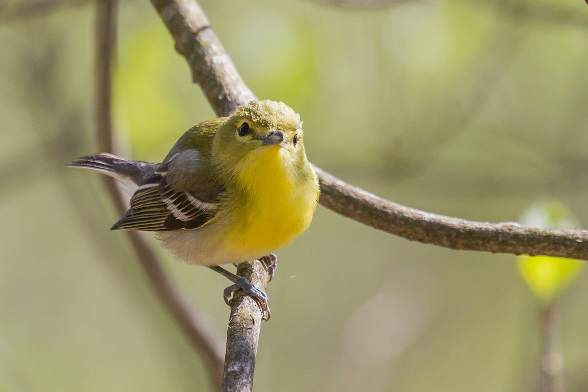 Vireo Gorjiamarillo - ML160631251
