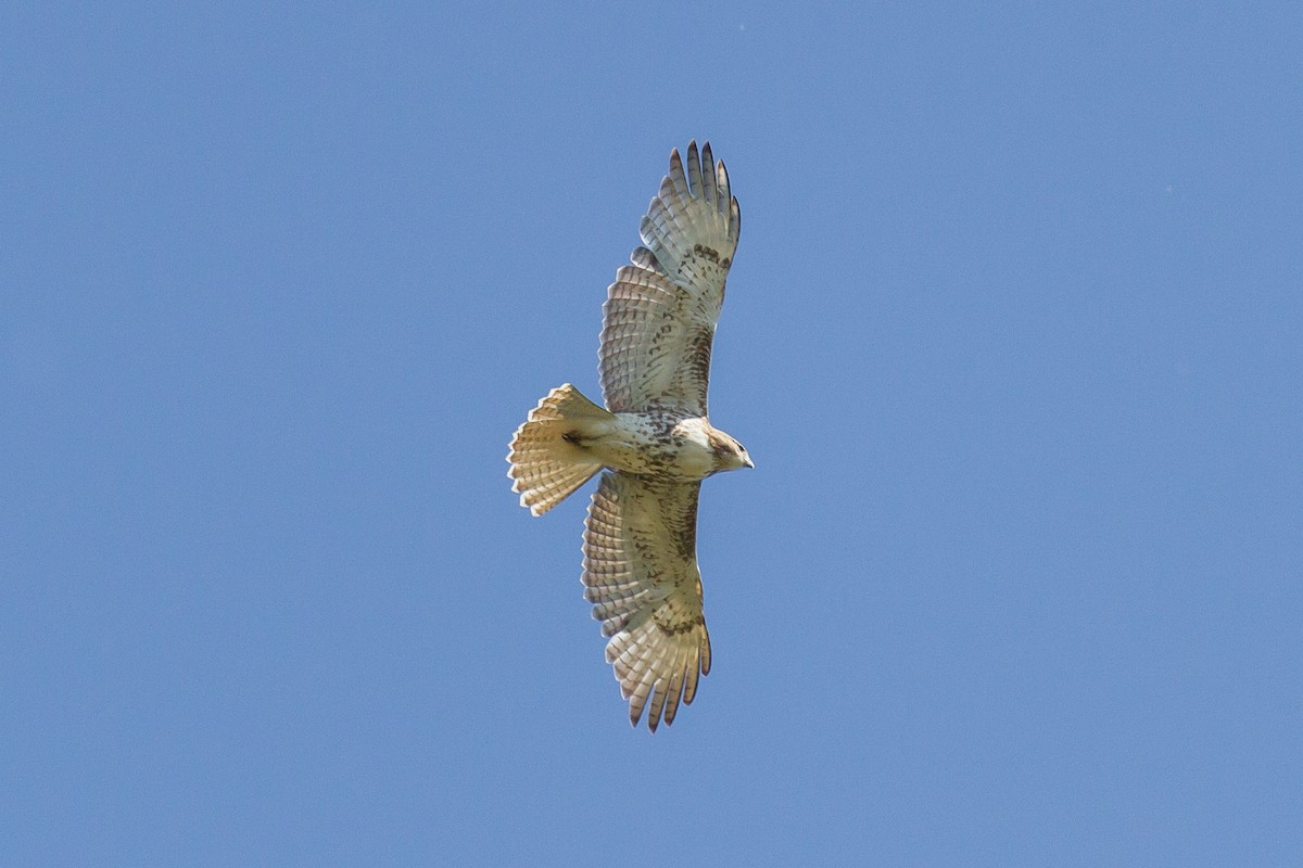 Red-tailed Hawk - ML160631661