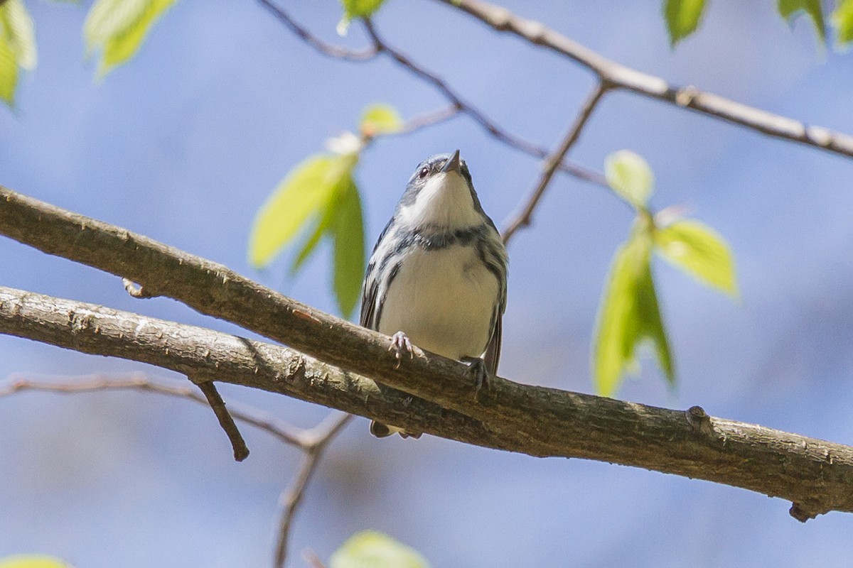 Cerulean Warbler - ML160631671