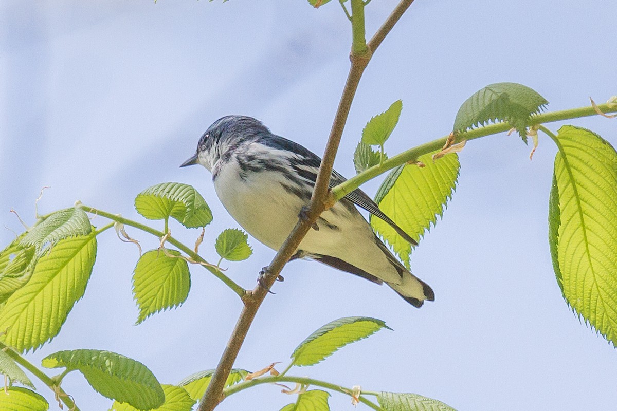 Cerulean Warbler - ML160631681