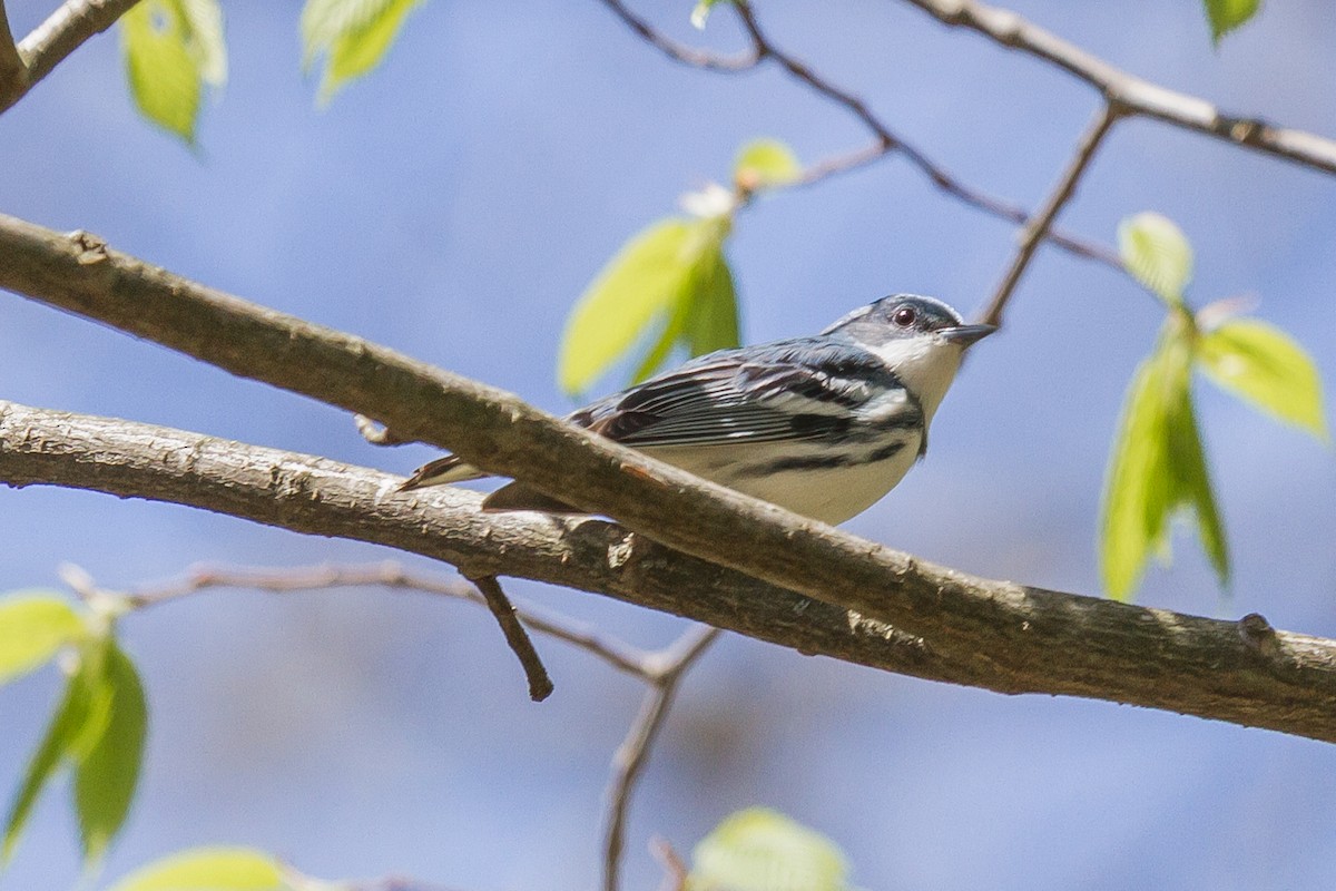 Cerulean Warbler - ML160631691