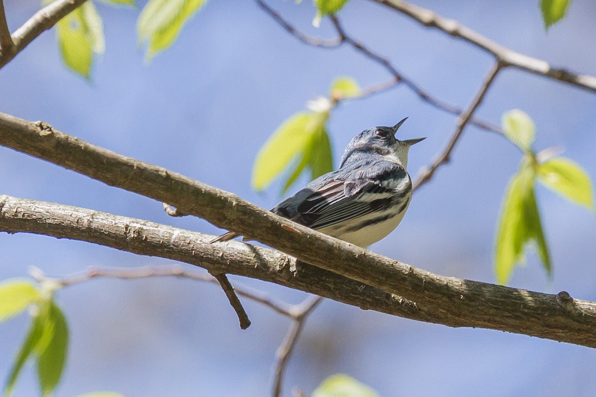 Cerulean Warbler - ML160631701