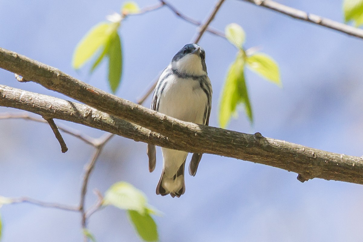 Cerulean Warbler - ML160631711