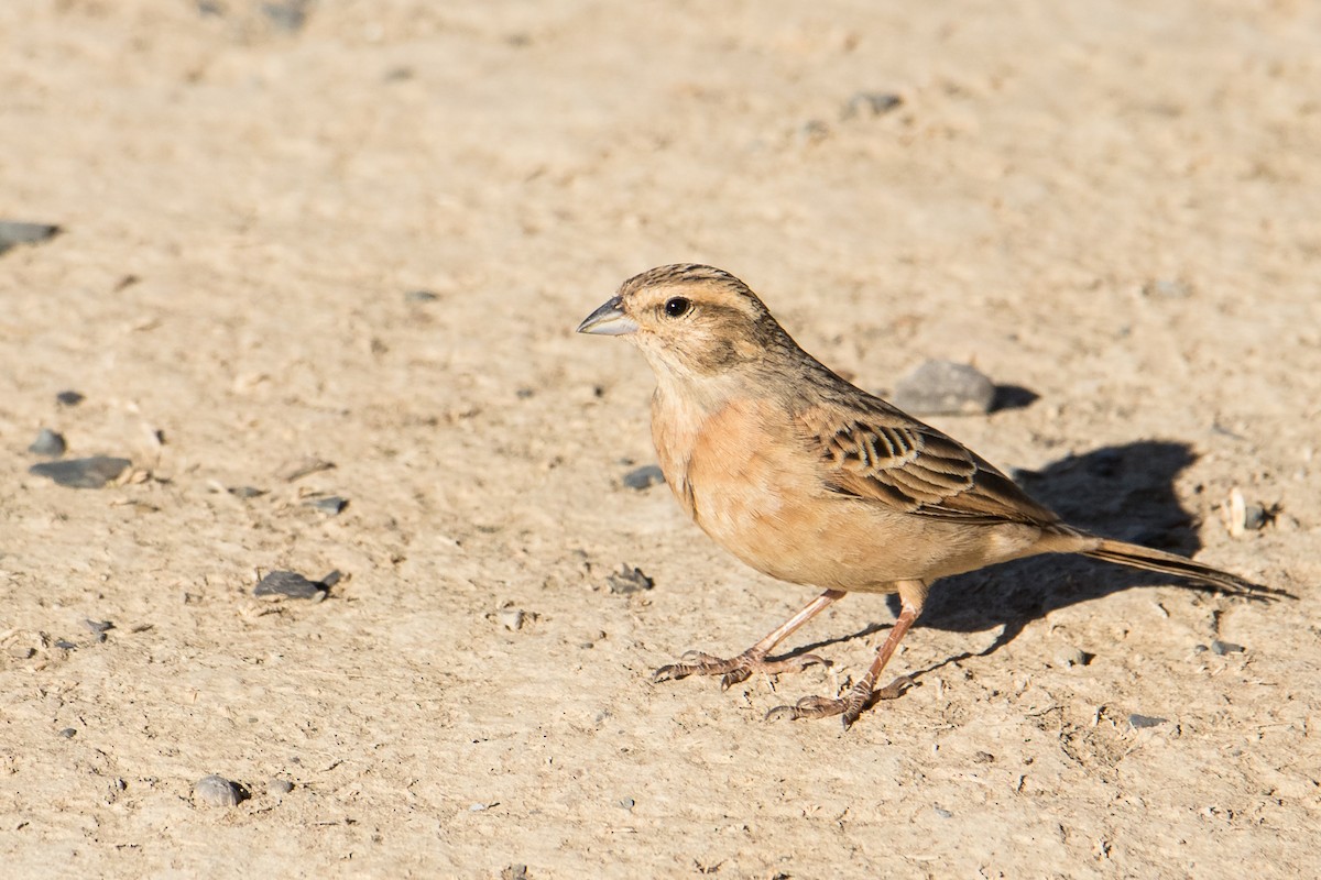 Lark-like Bunting - ML160632441