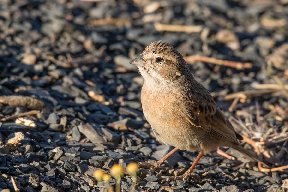 Lark-like Bunting - Peter  Steward