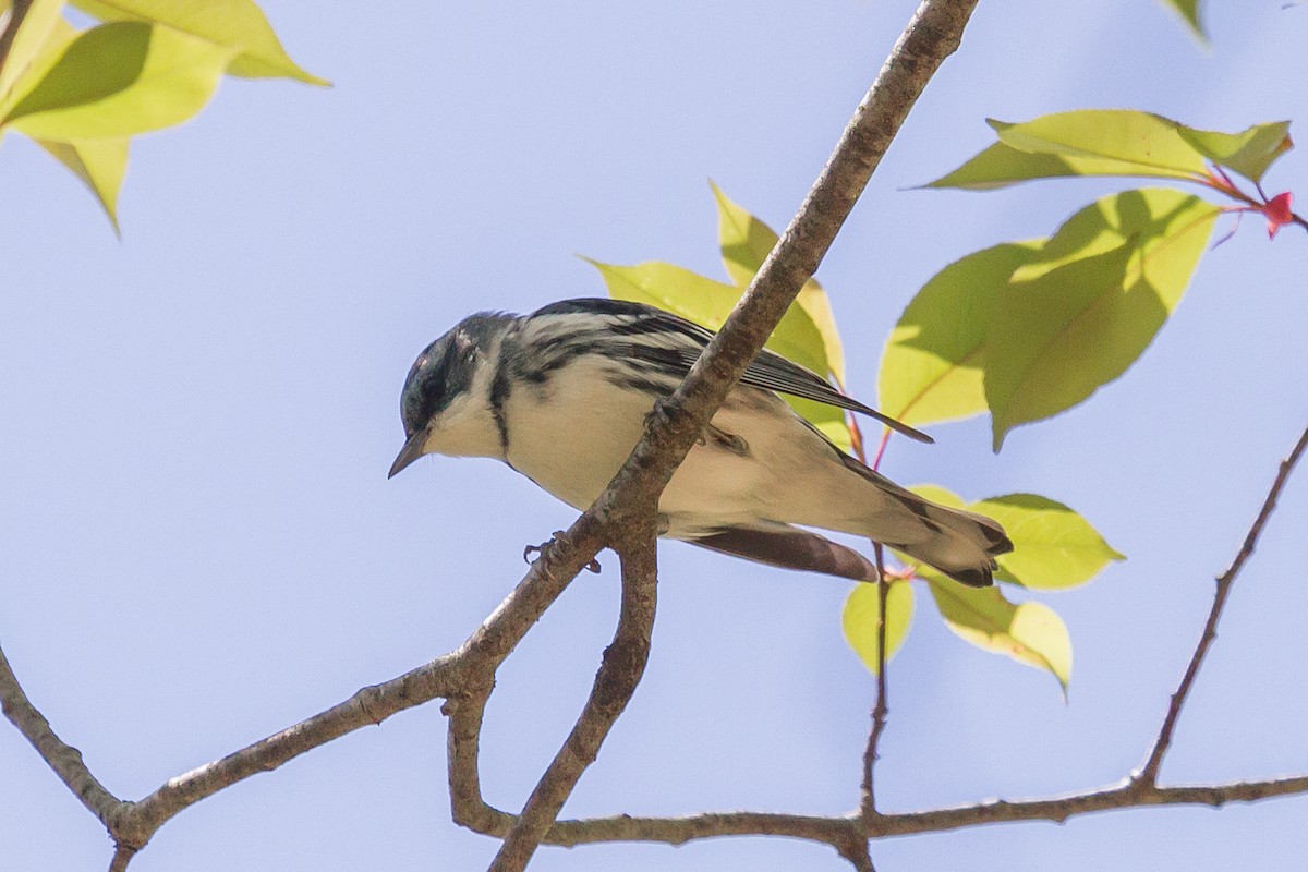 Cerulean Warbler - ML160632671