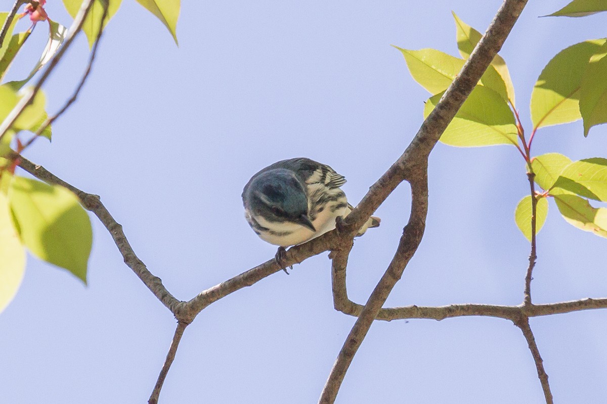 Cerulean Warbler - ML160632711