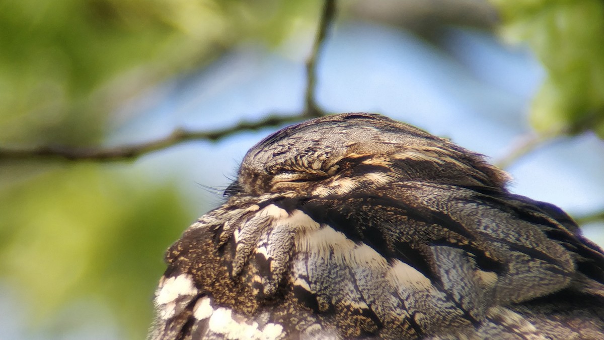 Eurasian Nightjar - ML160633801