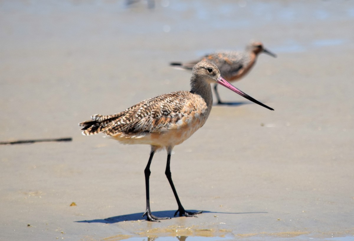 Marbled Godwit - ML160634171