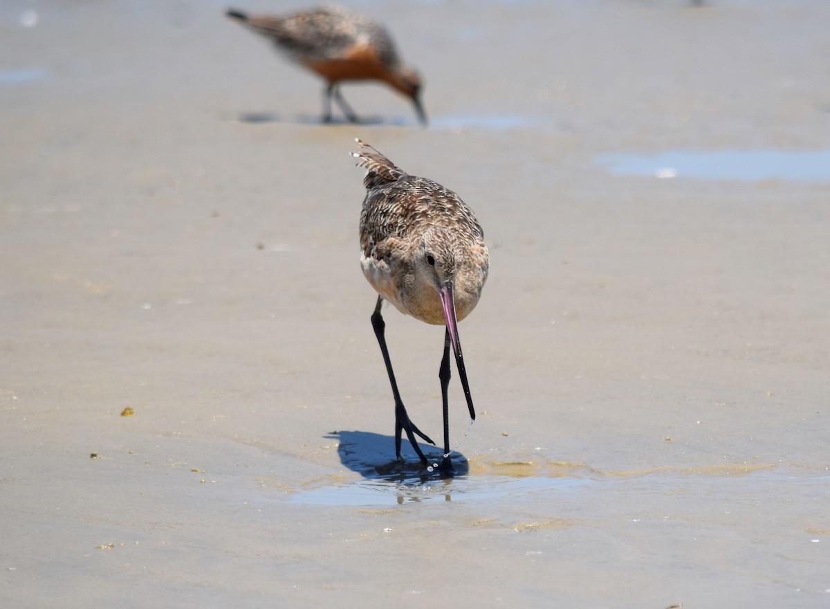 Marbled Godwit - ML160634681